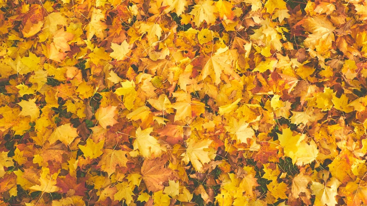 В Україну насувається потужний антициклон: як зміниться погода 