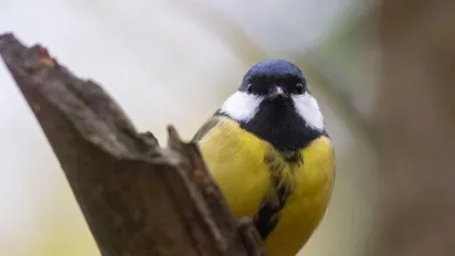 Антициклон змінить погоду в Україні: синоптики розказали, до чого готуватися - фото