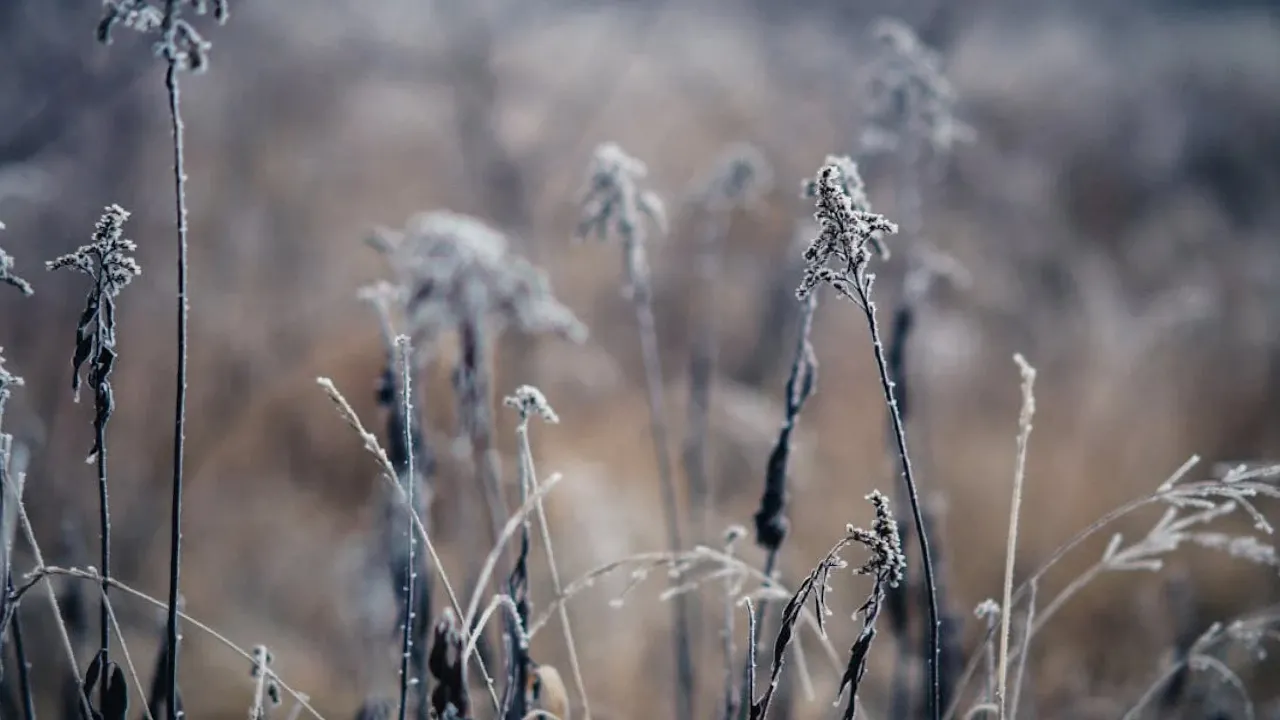 Чотири ночі поспіль в Україні будуть заморозки: скує майже всю країну 