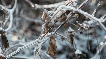 Заморозки накриють більшість областей України - синоптикиня Діденко - фото