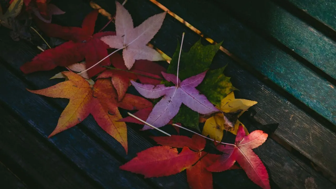 Завтра погода в Україні зміниться: прогноз погоди на 17 жовтня  