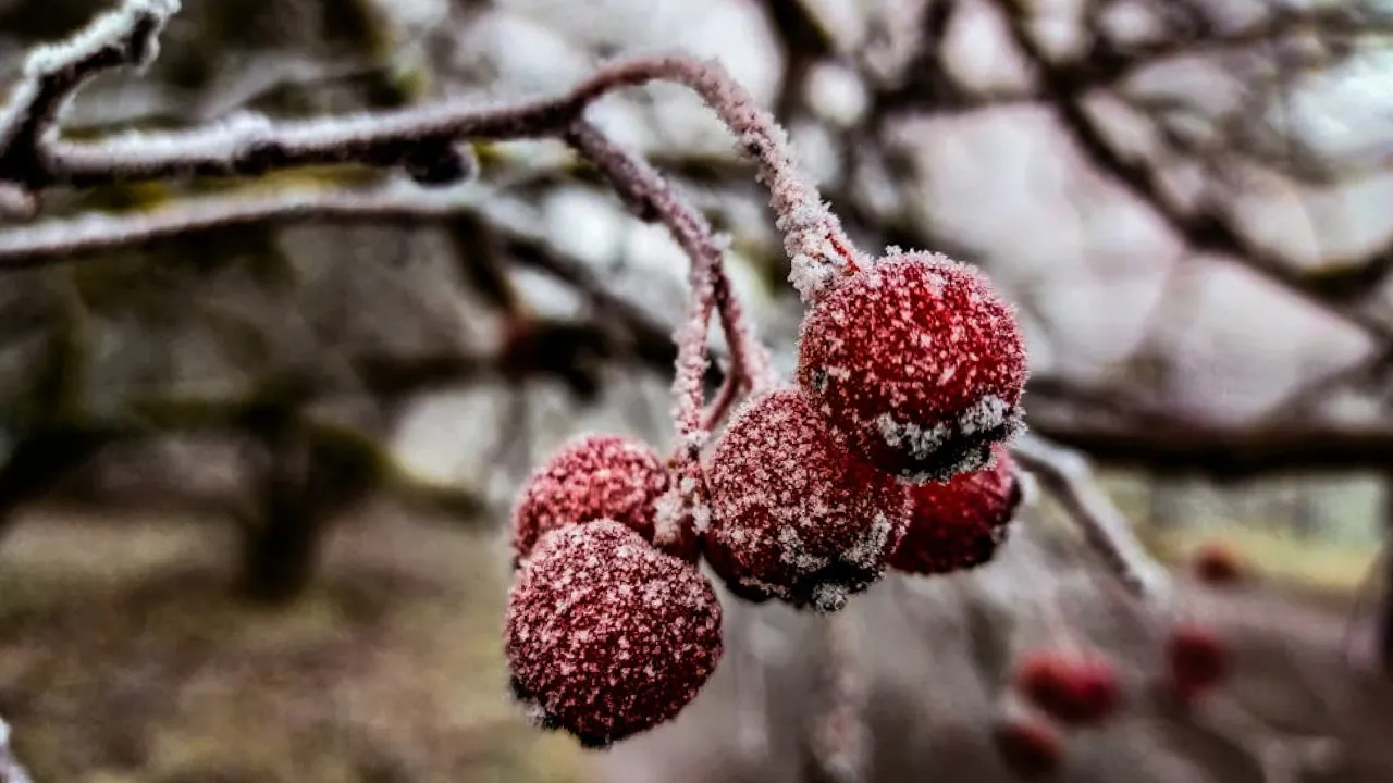 Україну накриють потужні заморозки: прогноз синоптика 