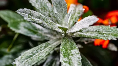 В Україні оголошено ІІ рівень небезпеки: багато областей скують сильні заморозки  - фото