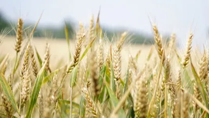 В Україні зросли ціни на пшеницю - фото