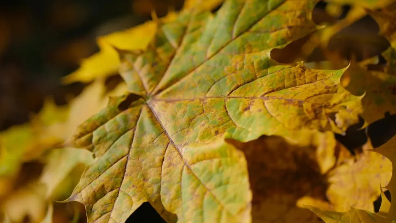 Завтра по всій Україні буде холодно, у кількох областях - дощі: прогноз на 18 жовтня 