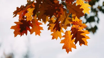 Після заморозків в Україну повернеться "бабине" літо: синоптикиня назвала дату зміни погоди - фото