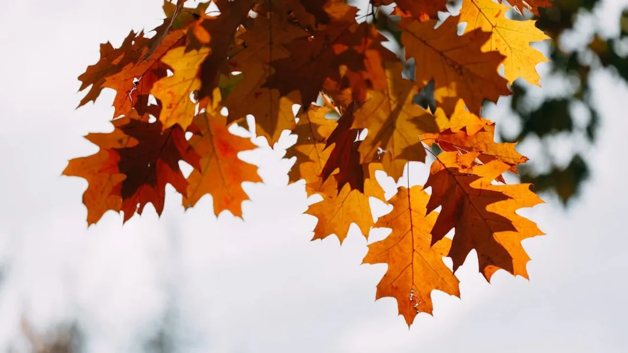 Після заморозків в Україну повернеться "бабине" літо: синоптикиня назвала дату зміни погоди 