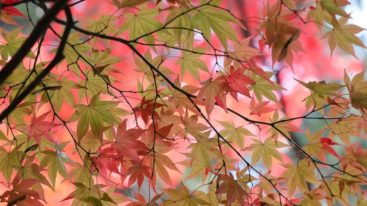 В Україну йде довгоочікуване потепління: синоптикиня Діденко назвала точну дату 