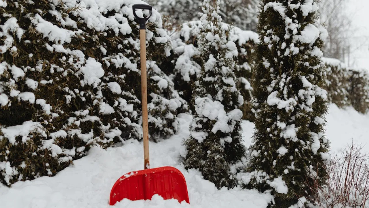 Захист туї взимку: чи варто закутувати рослину або вона і так перезимує 
