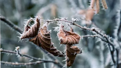 До кінця тижня оголошено ІІ рівень небезпеки: заморозки скують всю Україну  - фото