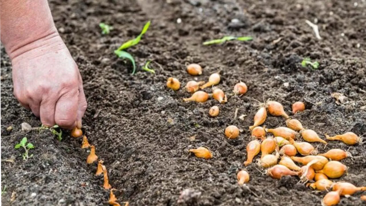 Чотири причини висадити озиму цибулю: як правильно це зробити 