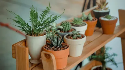 Виживуть за будь-якого освітлення і мінімального поливу: 7 невибагливих кімнатних рослин - фото