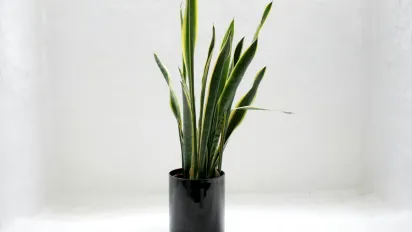 Які горщики є найнебезпечнішими для квітів: про що варто знати - фото