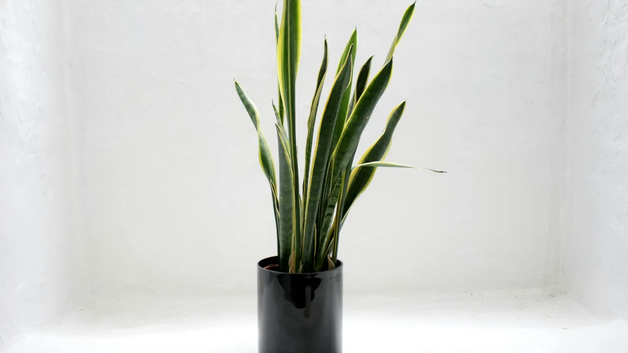 Які горщики є найнебезпечнішими для квітів: про що варто знати 