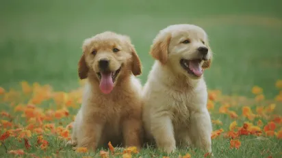 Завжди мають гарний настрій: топ-10 найжиттєрадісніших собак - фото