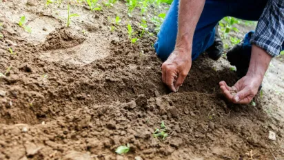 Чи потрібно на зиму перекопувати город: не завжди і не скрізь - фото