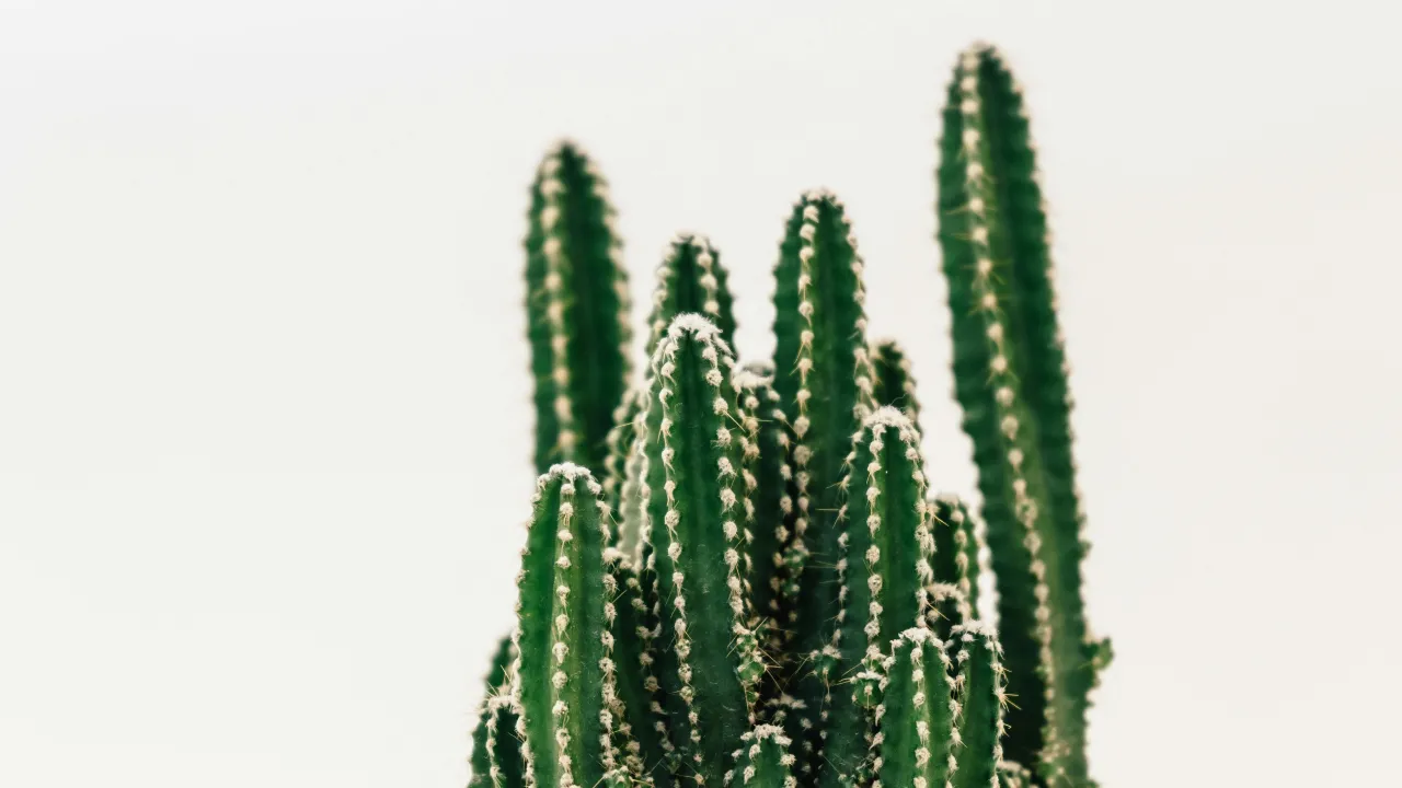 Названо причину, чому кактус не росте протягом року 