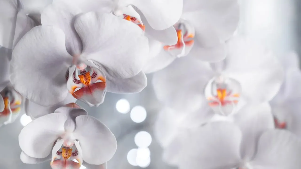 Як і чим поливати орхідею, щоб цвіла: експертка дала просту відповідь 