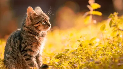 В Україну прийде довгоочікуване потепління: прогноз на 21 жовтня - фото