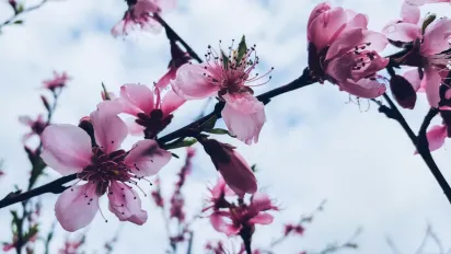 Обробка саду восени: як захистити дерева від хвороб та шкідників - фото