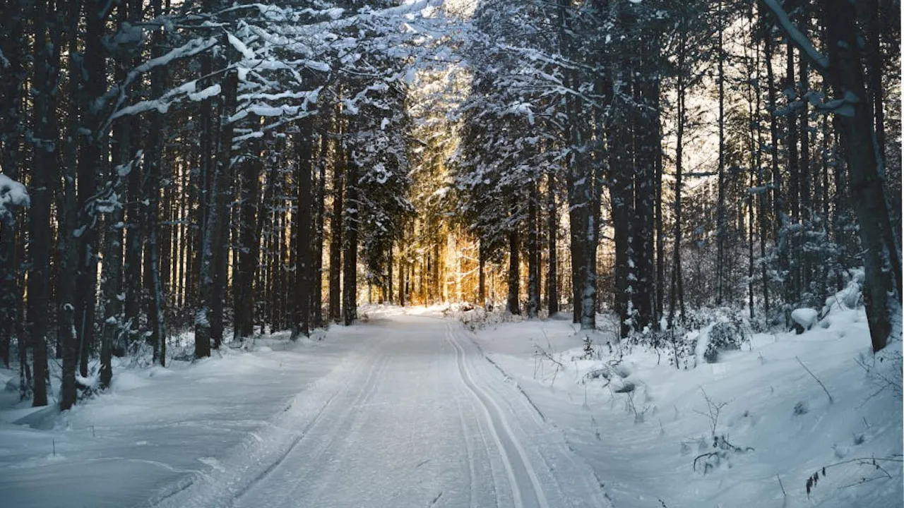 Коли в Україні випаде перший сніг: прогноз синоптика 