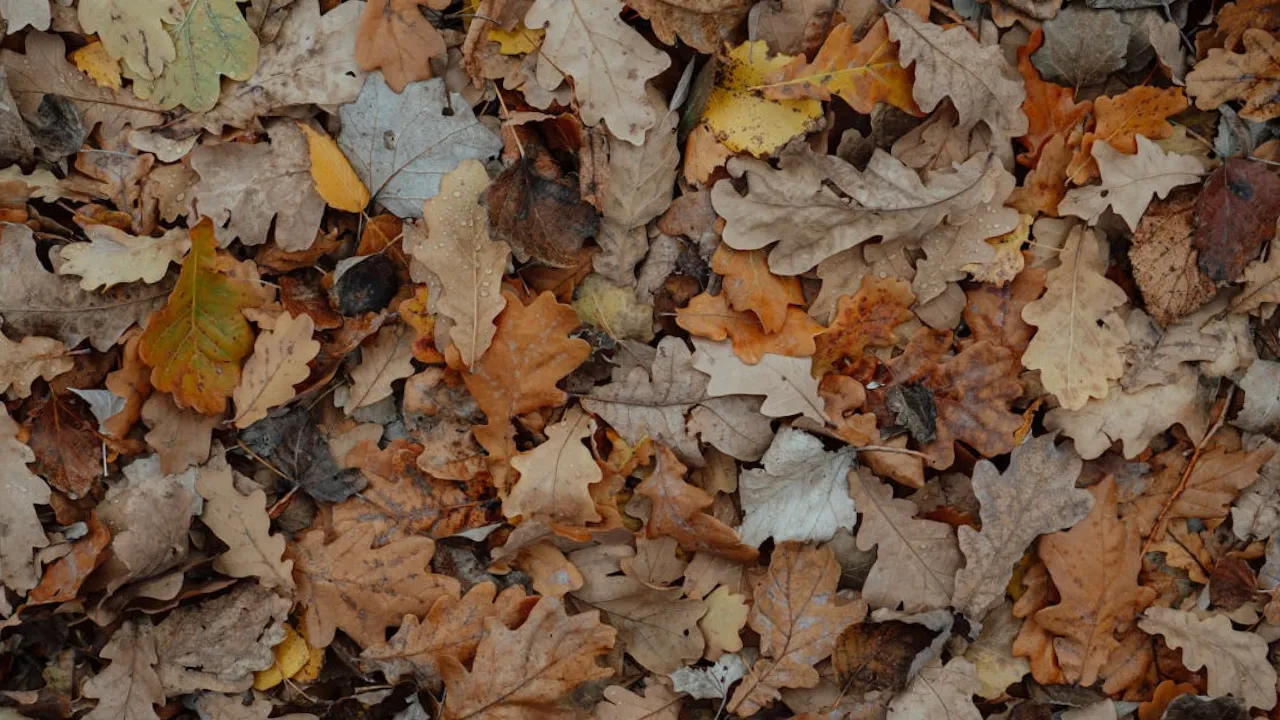 "Парасольки ще можна залишити вдома": прогноз погоди на 22 жовтня 