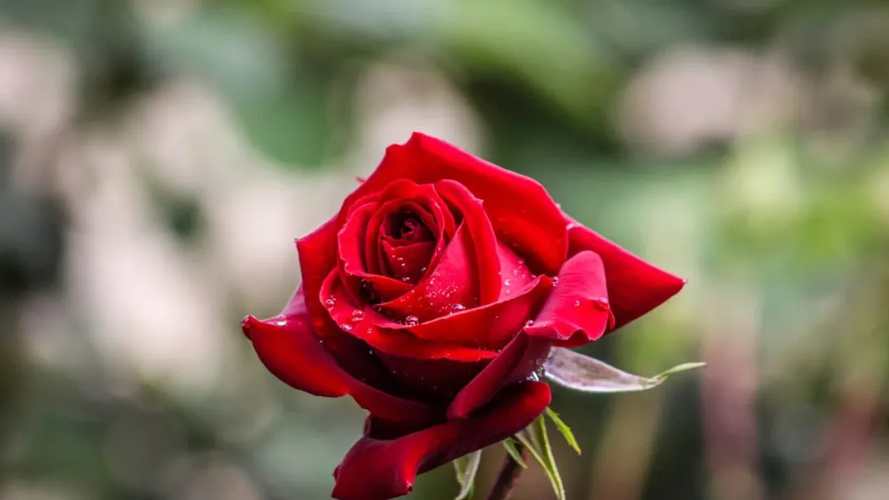 Чим підживити троянди восени перед укриванням на зиму: садівник назвав топ-варіант 