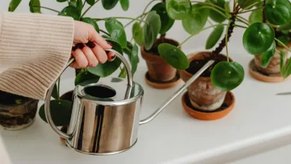 Які домашні квіти корисно поливати розчином лимонної кислоти - фото