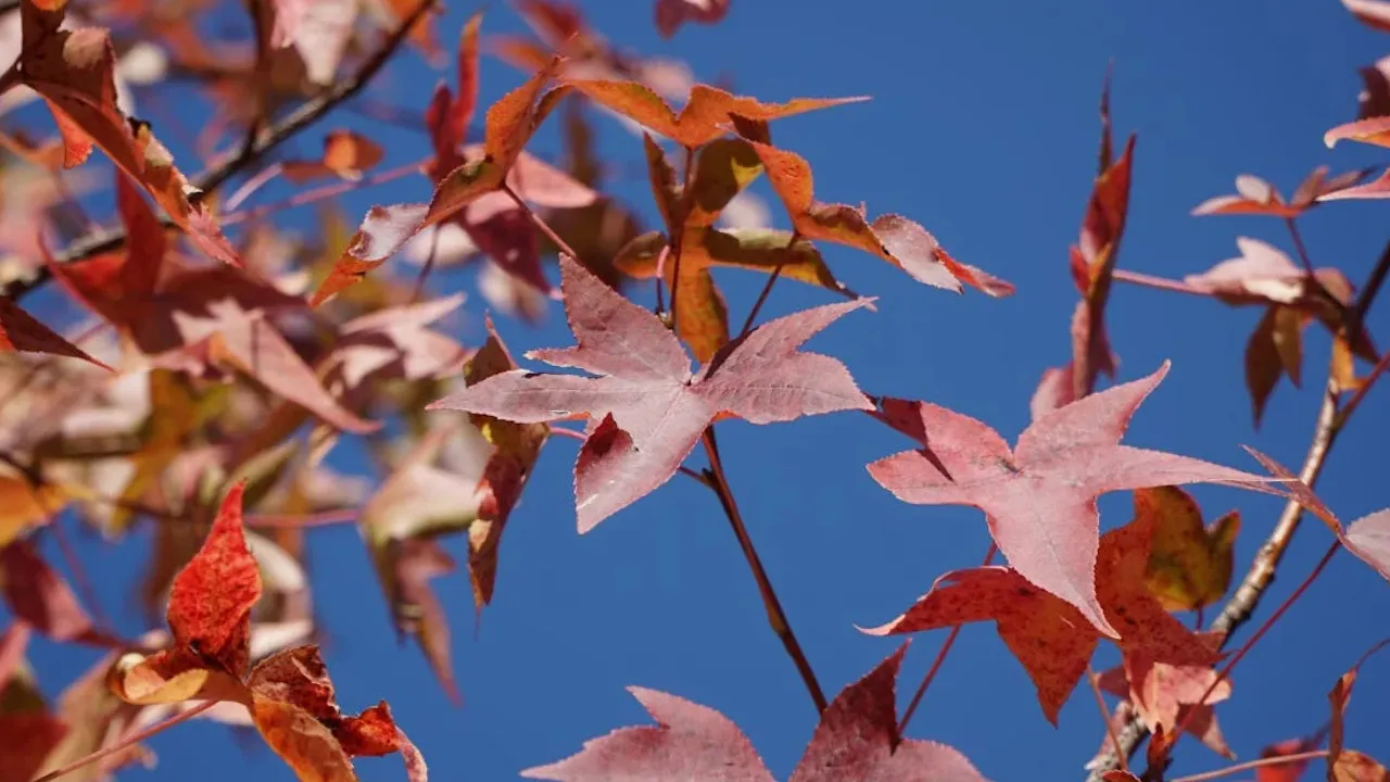 На українців чекає тиждень сухої та ясної погоди з невеликим потеплінням - синоптики 