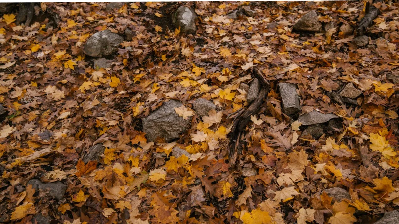 Україну накриє антициклон Xelat: синоптикиня розказала, що буде з погодою 