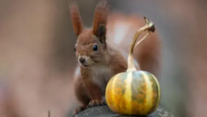 З 24 жовтня по всій Україні стане прохолодніше: прогноз синоптиків - фото