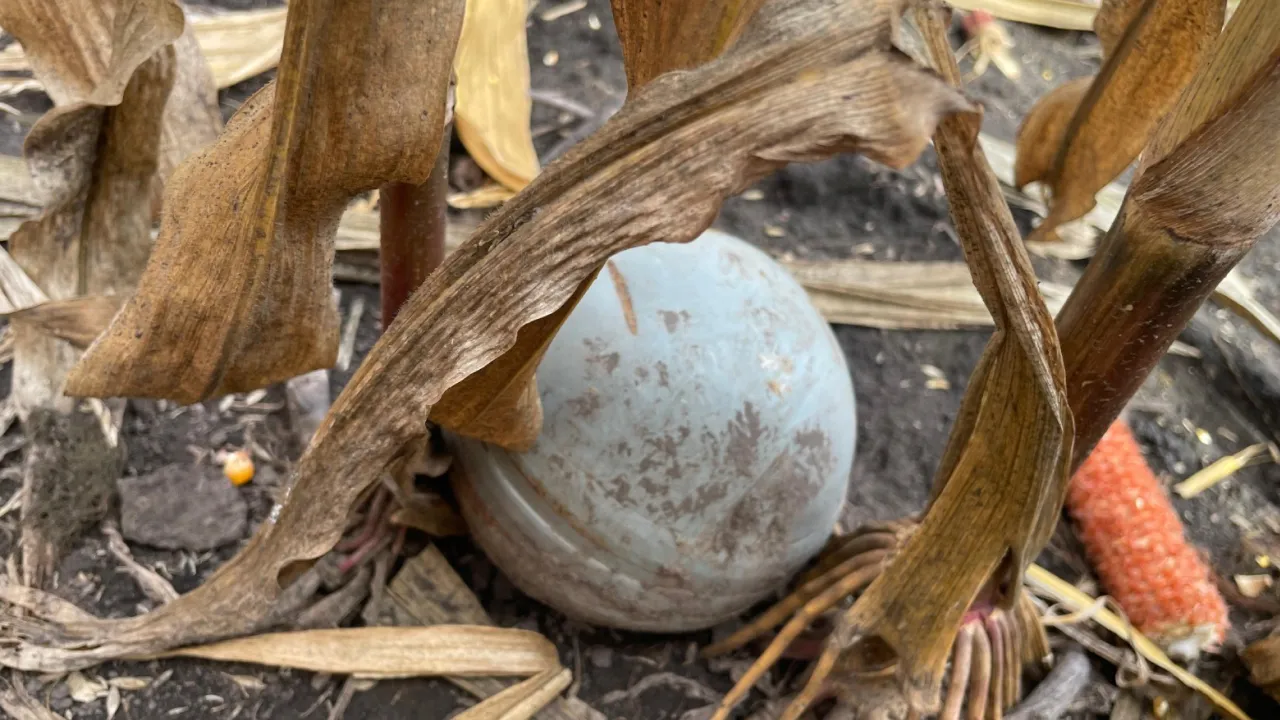 На Вінниччині в полі знайшли касетні суббоєприпаси від крилатої ракети Х-101 