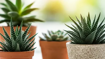 Як за допомогою кориці покращити стан кімнатних рослин: ви здивуєтеся - фото