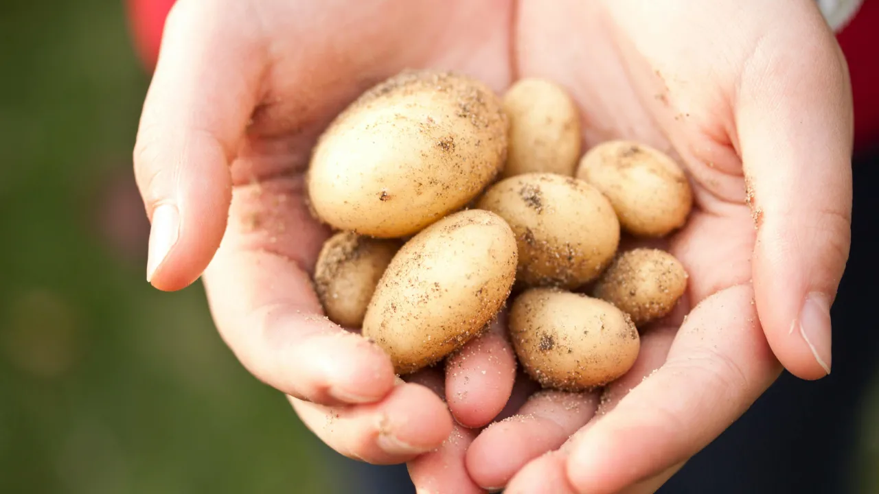 Втричі дорожча, ніж минулий рік: ціни на картоплю продовжують бити рекорди 