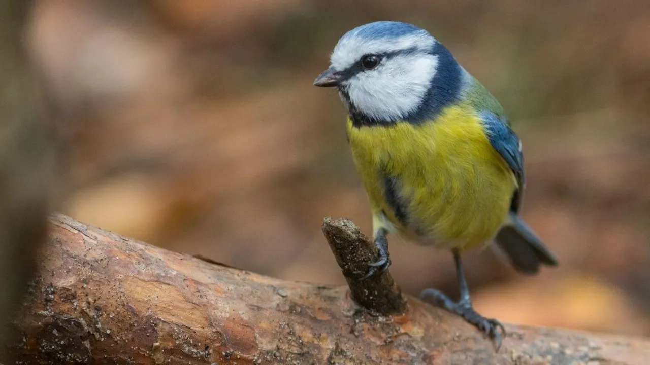 Сьогодні в Україні буде свіжо, у кількох областях - дощі: прогноз на 25 жовтня 