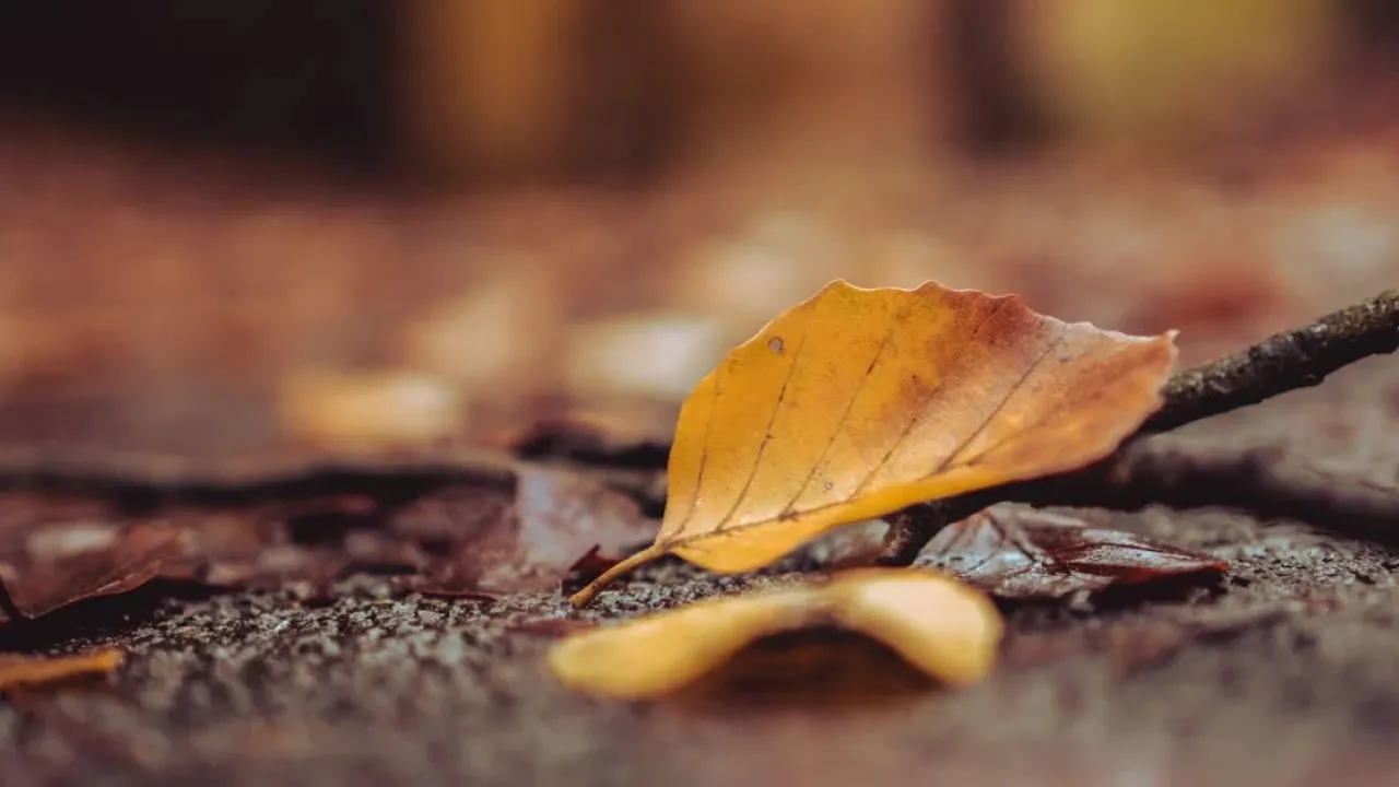 Антициклон над Україною: синоптик Кібальчич дав прогноз погоди на вихідні 