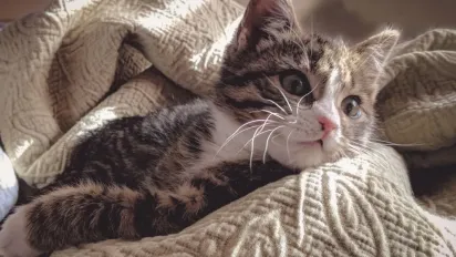 Антициклон над Україною: синоптик розказав, що буде з погодою на вихідних - фото