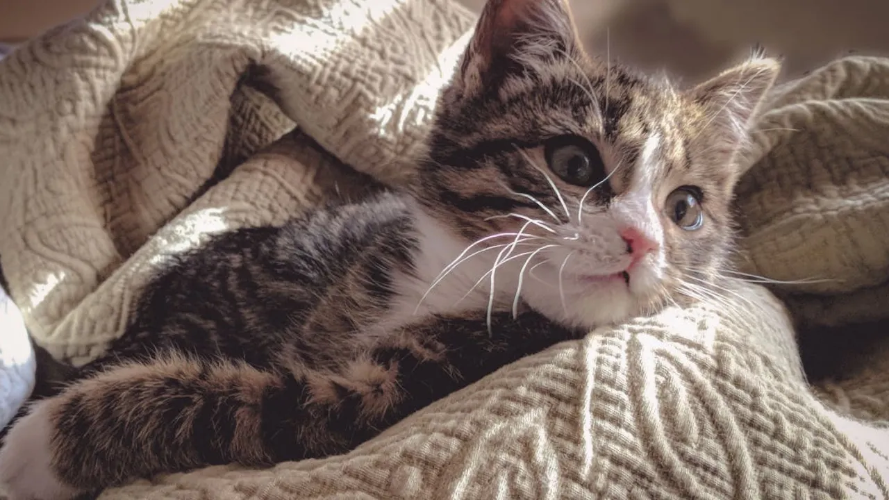 Антициклон над Україною: синоптик розказав, що буде з погодою на вихідних 