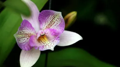 Будуть квітну і радувати: чим підживлювати орхідею у домашніх умовах - фото