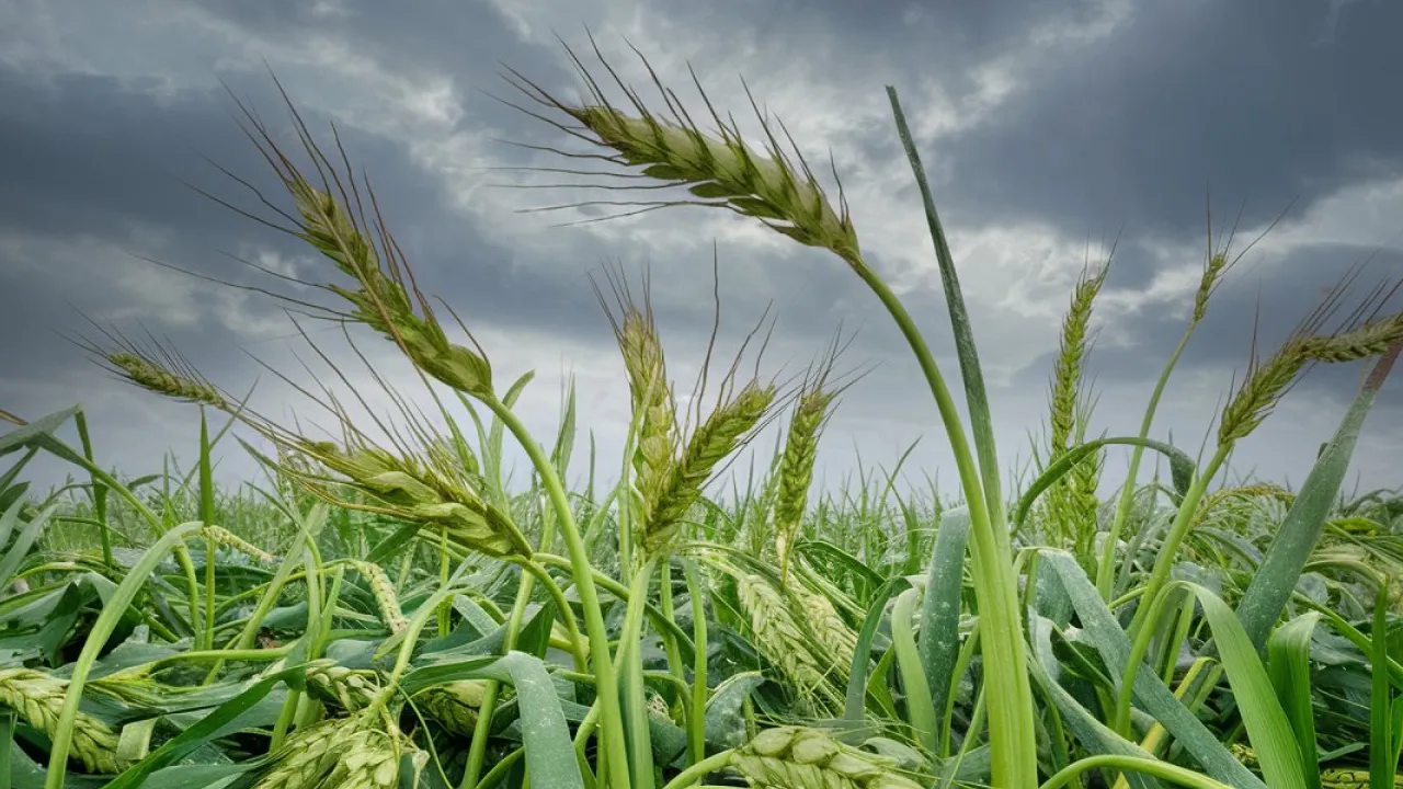 На вихідних Україну накриє антициклон: прогноз погоди 