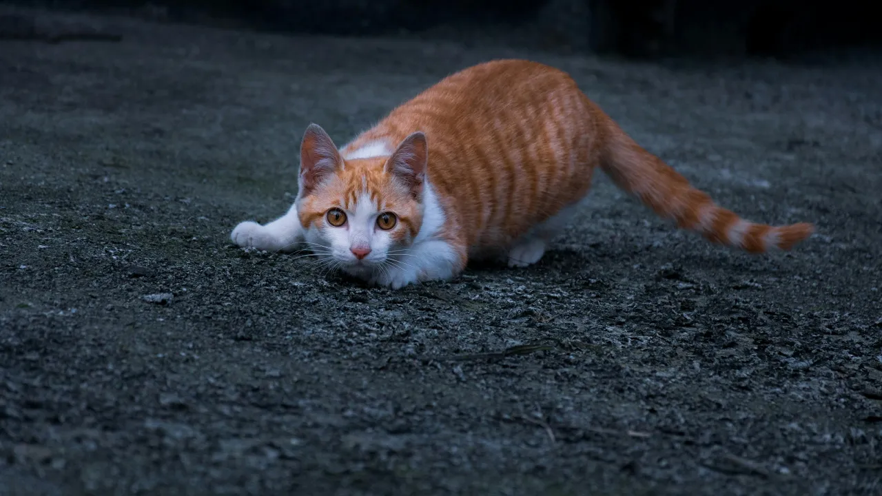 Чому кішка лащиться, а потім кусає: несподіване пояснення 