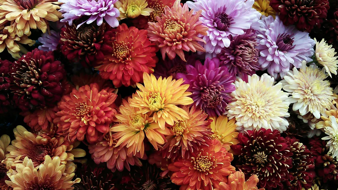 Як доглядати за хризантемами восени: особливості підготовки до зими 