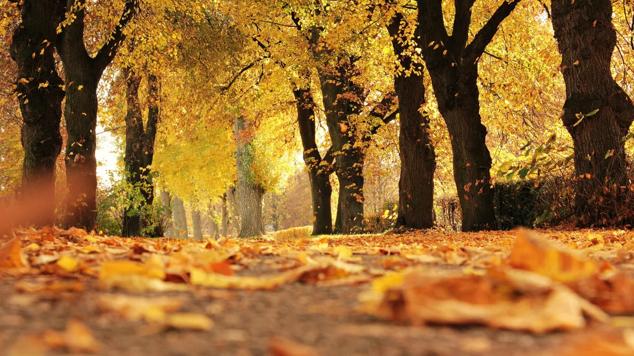 Яким буде листопад і коли чекати на сніг: новий прогноз синоптиків 