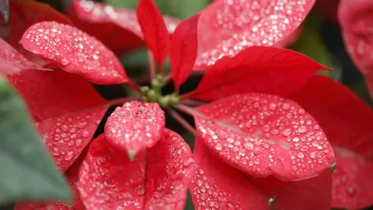 Коли слід поставити пуансетію в темряву, щоб вона зацвіла на Різдво - фото