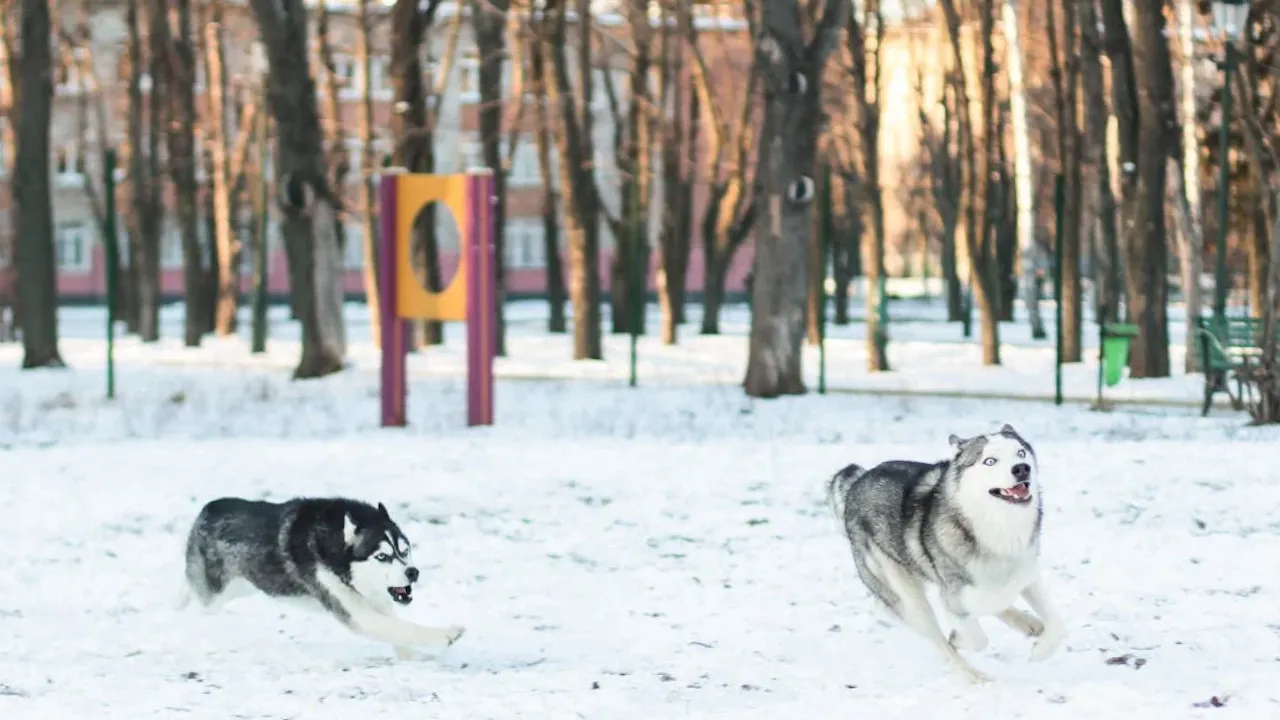 Яким буде листопад і коли чекати на сніг: новий прогноз синоптиків 