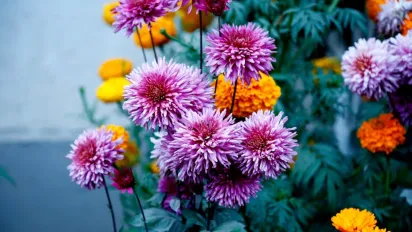 Як доглядати за хризантемами восени: особливості підготовки до зими - фото