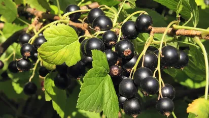 Чим наприкінці жовтня підживити малину та смородину: поради садівникам - фото