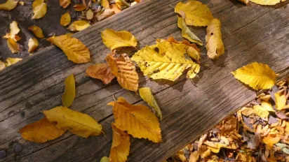 29 жовтня температура знизиться майже по всій Україні: пронгоз погоди - фото