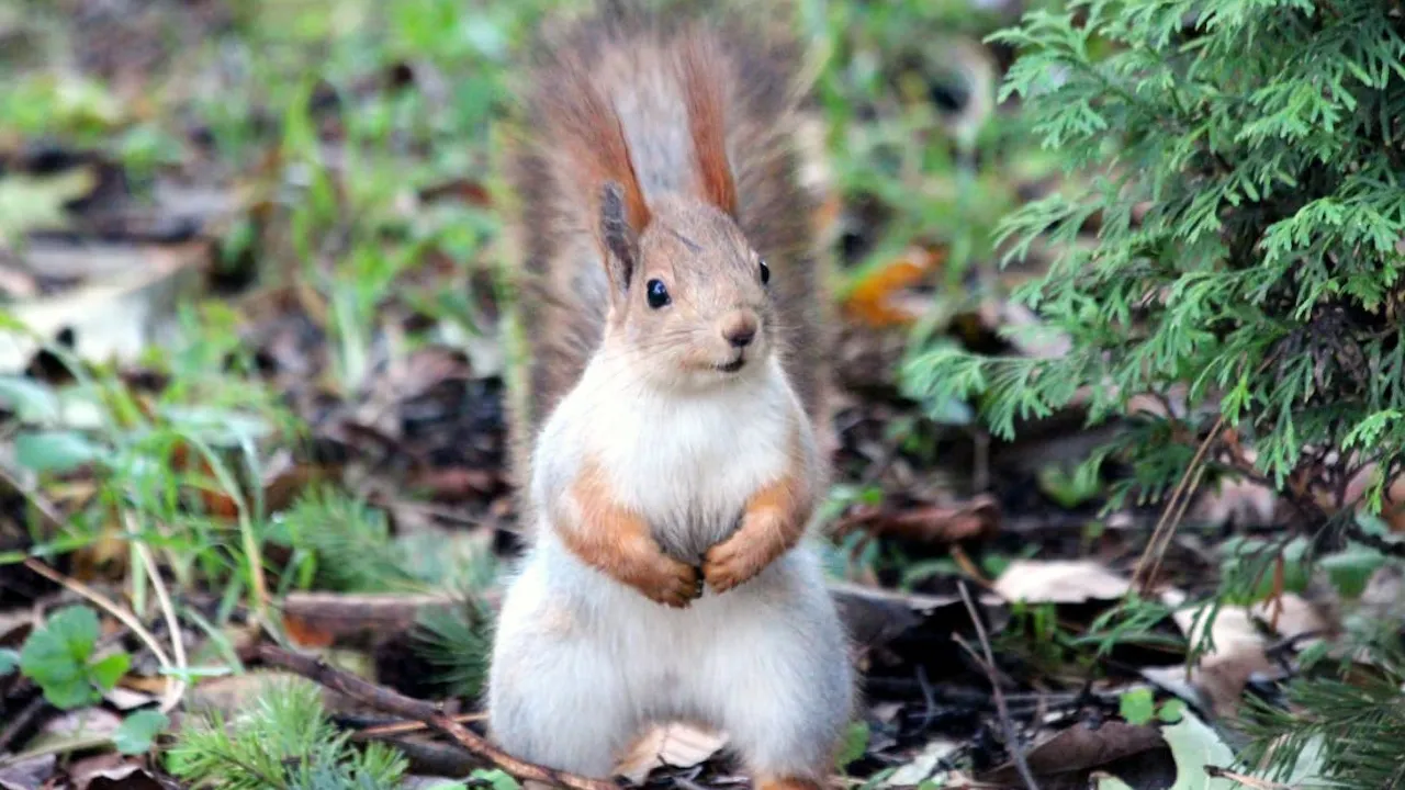 Чекає тепла та суха погода: прогноз погоди на 29 жовтня 