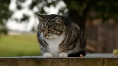 Яким буде листопад в Україні: прогноз Укргідрометцентру - фото